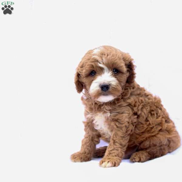 Max, Cavapoo Puppy